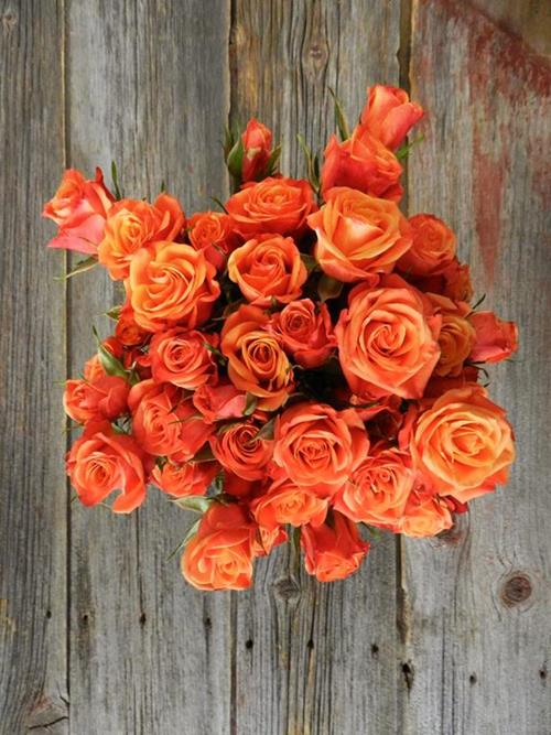 MAMBO  ORANGE SPRAY ROSES